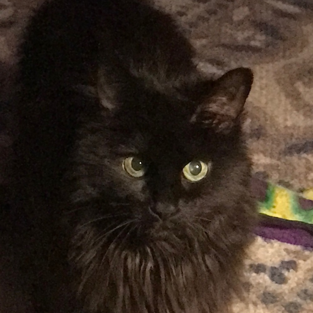 Meet your Posher, Anne